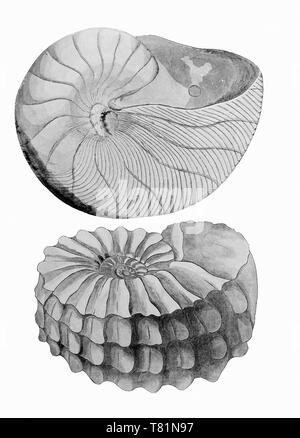 Ammonite et Nautilus Banque D'Images