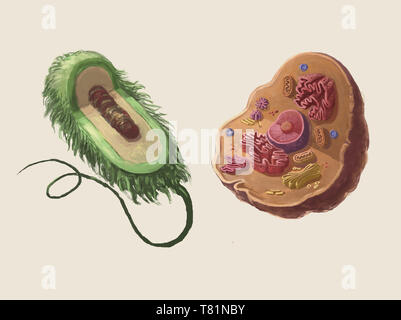 Les cellules procaryotes et eucaryotes, illustration Banque D'Images