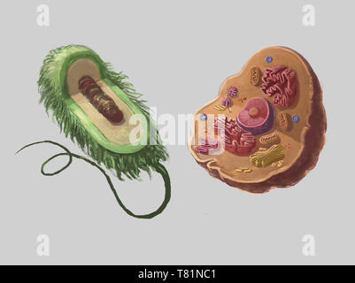 Les cellules procaryotes et eucaryotes, illustration Banque D'Images