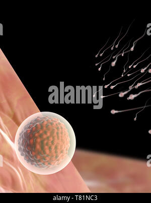 Le sperme et l'ovule, illustration Banque D'Images