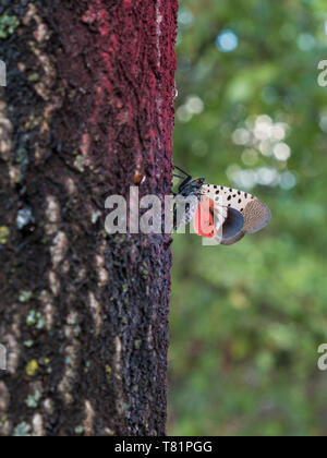 Vu Lanternfly Banque D'Images