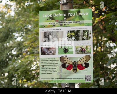 Montre dehors pour le Lanternflies Banque D'Images