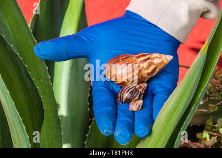 Escargots africains géant à Porto Rico Banque D'Images