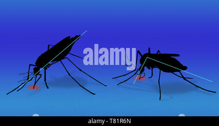 Comparaison de l'Anopheles et les moustiques de l'espèce Aedes aegypti, illustration Banque D'Images