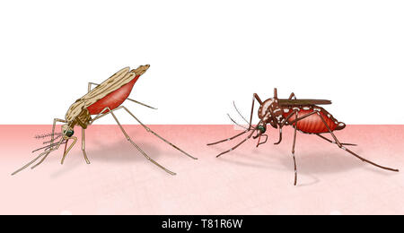 Comparaison de l'Anopheles et les moustiques de l'espèce Aedes aegypti, illustration Banque D'Images