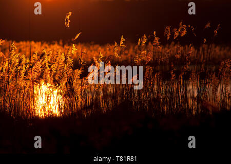 Coucher de soleil vue à travers des roseaux (Phragmites communis) à Steart Bridgwater, Somerset, NNR Bay Banque D'Images