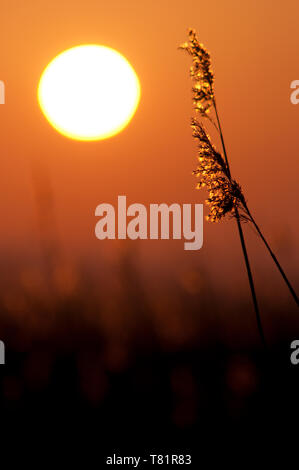 Coucher de soleil vue à travers des roseaux (Phragmites communis) à Steart Bridgwater, Somerset, NNR Bay Banque D'Images