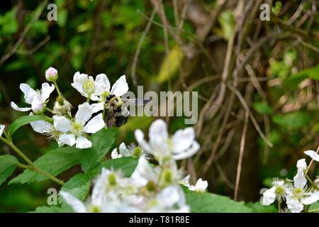 Libre d'un bourdon sur une fleur Black Berry Banque D'Images