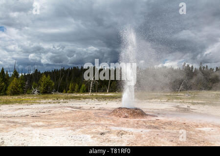 Cône rose, Yellowstone Geyser Banque D'Images