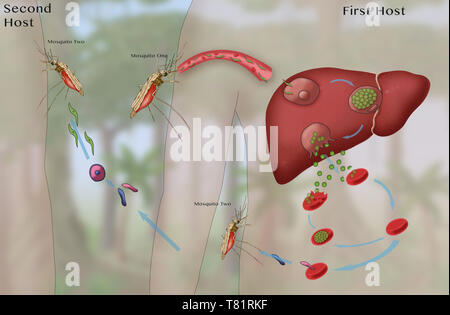 Cycle du paludisme, les moustiques et le foie, illustration Banque D'Images