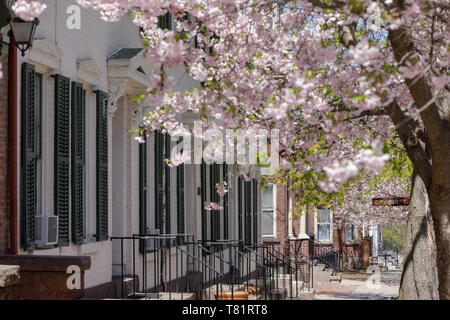 Les fleurs de cerisier, quartier historique Stockade, Schenectady, New York. Banque D'Images
