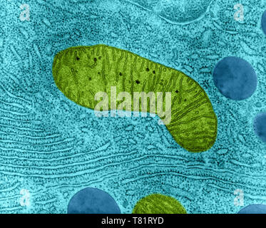 Dans la mitochondrie des cellules du pancréas Bat, TEM Banque D'Images