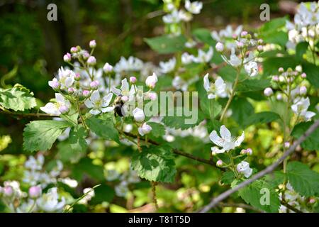 Libre d'un bourdon sur une fleur Black Berry Banque D'Images