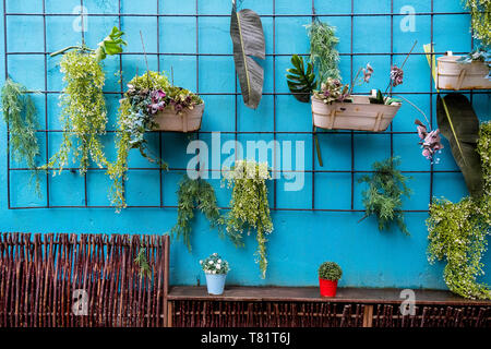 Un mur vivant de verdure Banque D'Images