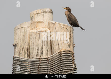 Un Cormoran perché sur un pilotis Banque D'Images