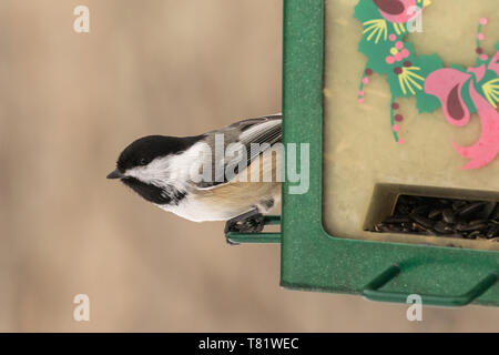 Mésange noire pairs depuis le chargeur Banque D'Images