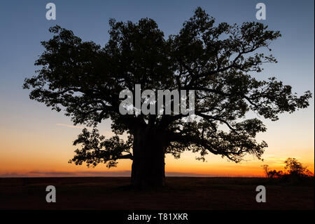 Silhouette d'un géant Boab tree dans le Kimberley. Banque D'Images