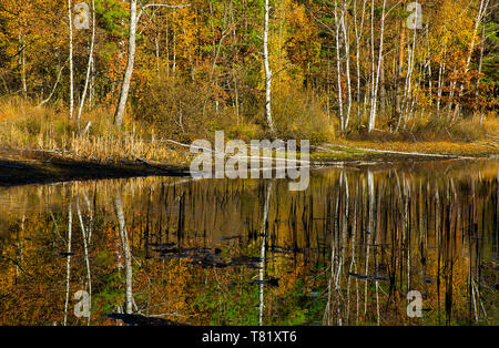 Un magnifique paysage sauvage, avec un lac et des forêts de bouleaux avec motif de feuilles d'automne se reflétant dans l'eau.en Pologne en octobre.vue horizontale Banque D'Images