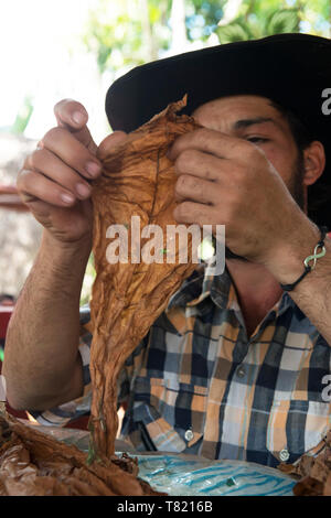 Dans Vinales Cuba est le secteur associé avec les meilleurs cigares au monde, où l'on cultive le tabac et cigares cigares roulés dans le paysage du patrimoine mondial Banque D'Images