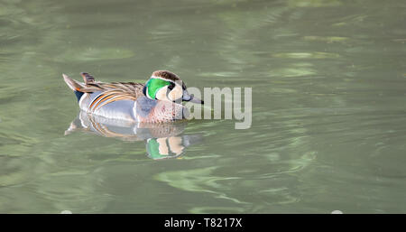 Canard sarcelle Baikal Banque D'Images