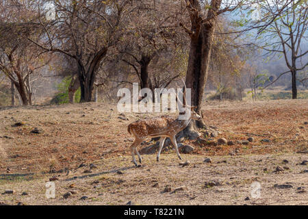 Spotted deer ou chital (Axis axis) stag marche dans la forêt dans la Réserve de tigres de Satpura (Parc National de Satpura), le Madhya Pradesh en Inde centrale Banque D'Images