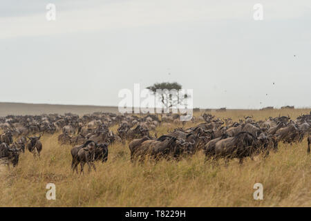 Grande migration une horde de wilderbeests dans masai Mara, Kenya Banque D'Images