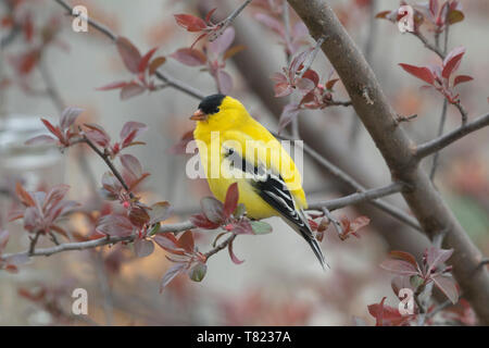 Chardonneret jaune February 19th, 2019 notre maison à Brandon, SD Banque D'Images