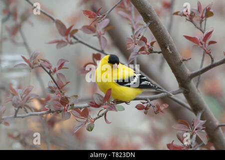 Chardonneret jaune February 19th, 2019 notre maison à Brandon, SD Banque D'Images