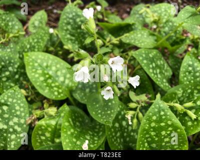 Pulmonaire Pulmonaria officinalis commune - une variété cultivée avec des fleurs blanches au lieu de violet mais croissante dans la nature. Photo : Tony Gale Banque D'Images