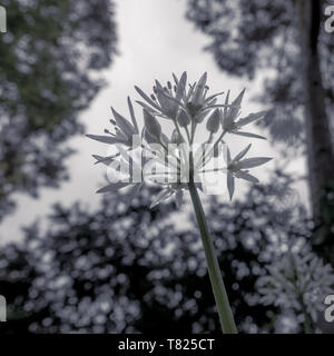 Creative shot d'une fleur d'ail sauvage (Allium ursinum) sous un couvert forestier dans les bois Banque D'Images