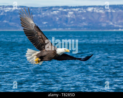 Pygargue à tête blanche battant et la pêche près de Homer Alaska Banque D'Images