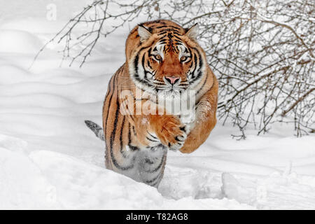 Le tigre est le plus grand des félins et peut être à 11 ft et jusqu'à 670 livres. Il s'agit d'un sibérien est la plus grande des félins. Banque D'Images