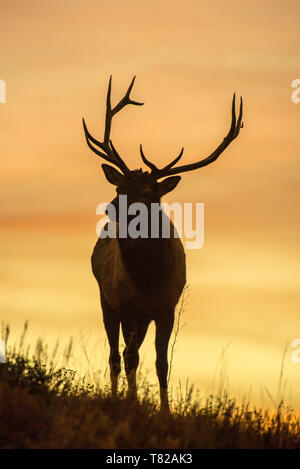 La silhouette du Bull Elk à l'aube Banque D'Images