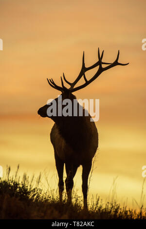 La silhouette du Bull Elk à l'aube Banque D'Images