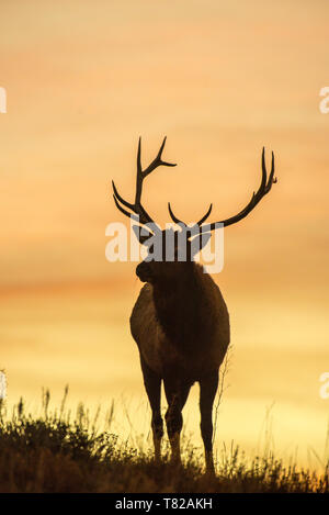 La silhouette du Bull Elk à l'aube Banque D'Images