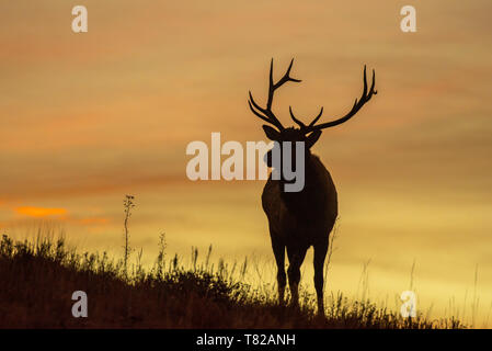 La silhouette du Bull Elk à l'aube Banque D'Images