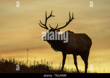 La silhouette du Bull Elk à l'aube Banque D'Images