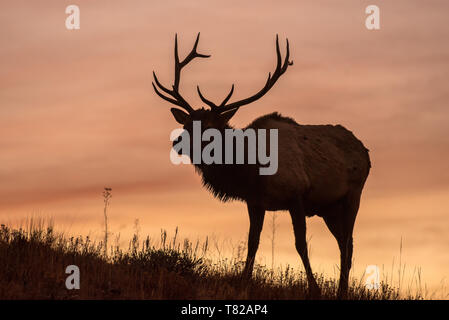 La silhouette du Bull Elk à l'aube Banque D'Images