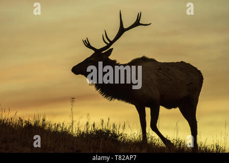 La silhouette du Bull Elk à l'aube Banque D'Images