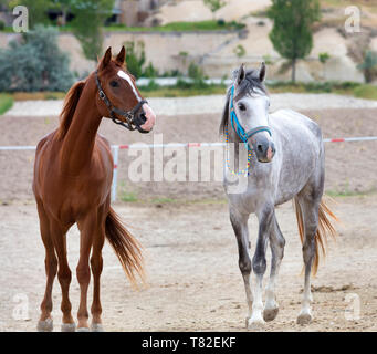 Un jeune cheval brun et gris avec une bride ronde turquoise lumineux et multicolores perles autour de son cou se tenir dans le domaine Banque D'Images