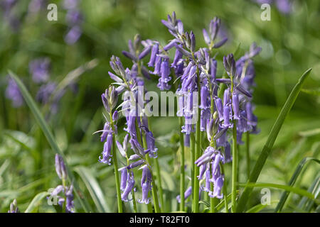 Tapis de jacinthes des bois au printemps Banque D'Images