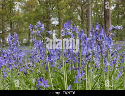 Tapis de jacinthes des bois au printemps Banque D'Images