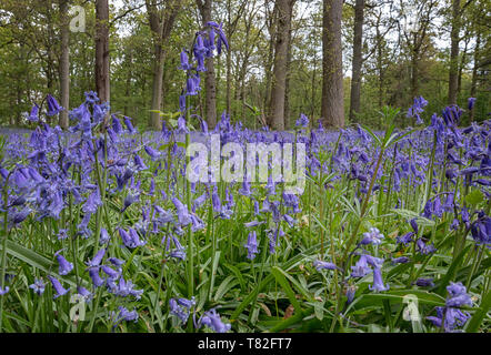 Tapis de jacinthes des bois au printemps Banque D'Images