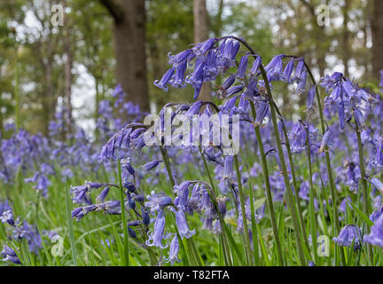 Tapis de jacinthes des bois au printemps Banque D'Images