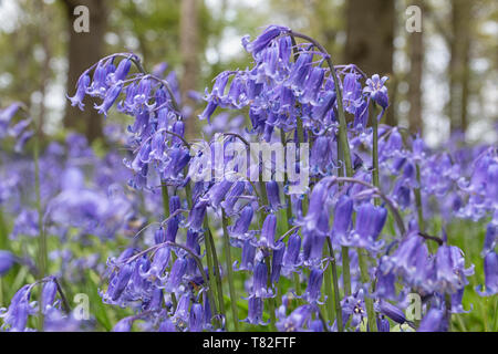 Tapis de jacinthes des bois au printemps Banque D'Images