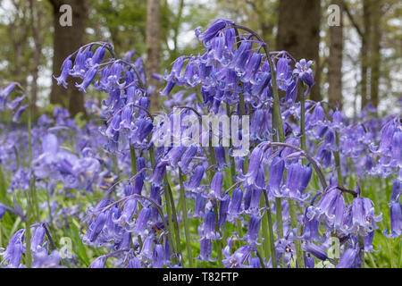 Tapis de jacinthes des bois au printemps Banque D'Images