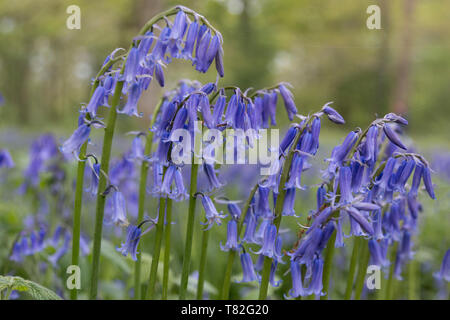 Tapis de jacinthes des bois au printemps Banque D'Images