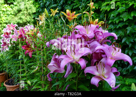 Lilium pot oriental des lis orientales, jardin, dans des pots lily Oriental Banque D'Images