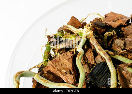 Nouveau germe d'orchid se développe à partir de la vieille usine desieased Banque D'Images