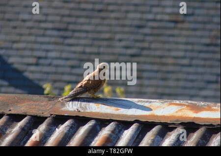 Crécerelle (Falco tinnunculus) debout sur le haut d'un toit de tôle ondulée. Banque D'Images